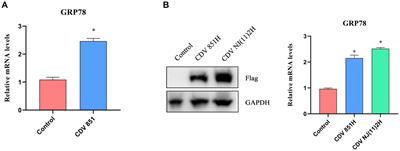 The H protein of attenuated canine distemper virus is degraded via endoplasmic reticulum-associated protein degradation